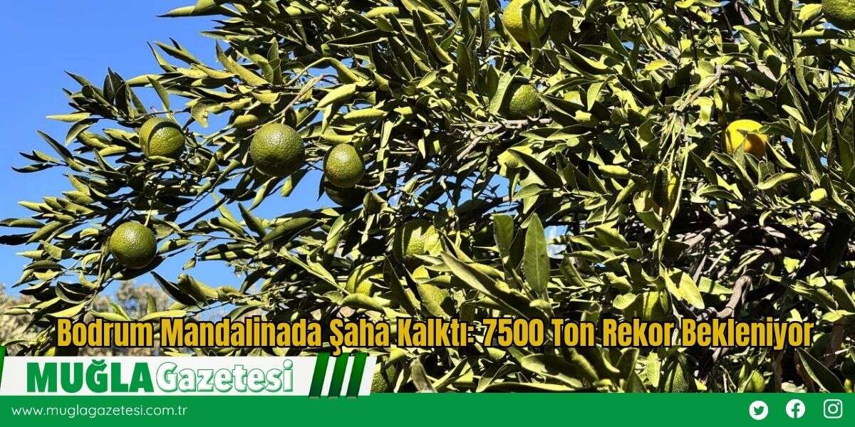 Bodrum Mandalinada Şaha Kalktı: 7500 Ton Rekor Bekleniyor