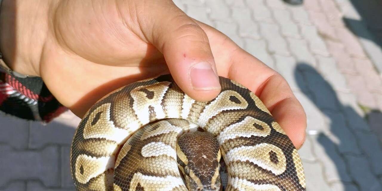 Cebinden Yavru Piton Yılanı Çıktı