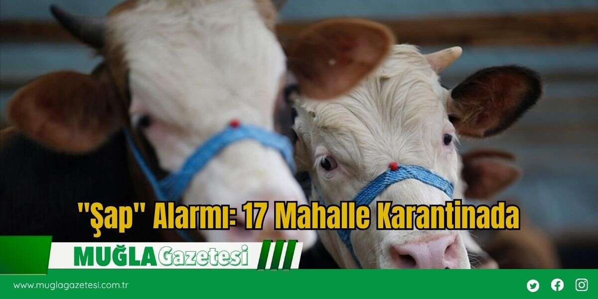 "Şap" Alarmı: 17 Mahalle Karantinada