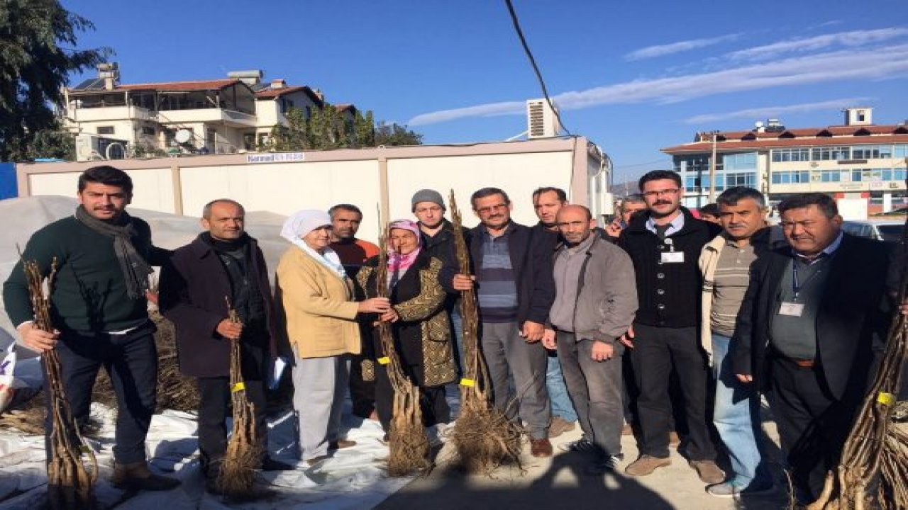 1040 Dönüme Ceviz, Zeytin ve İncir Fidanı Dikilecek