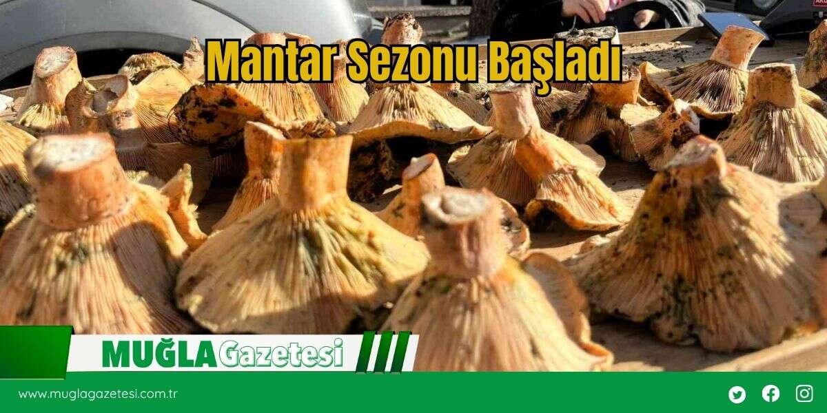 Mantar Sezonu Başladı