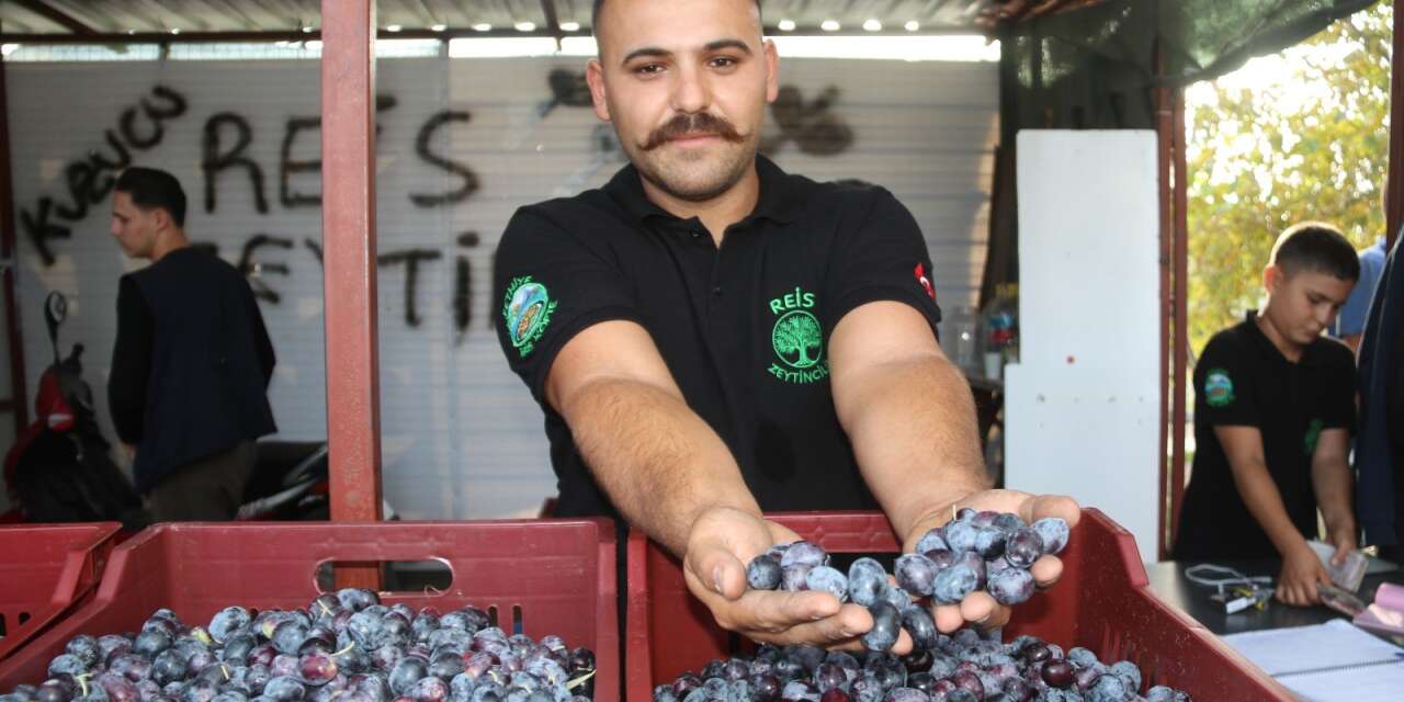 Zeytin Hasadı Başladı