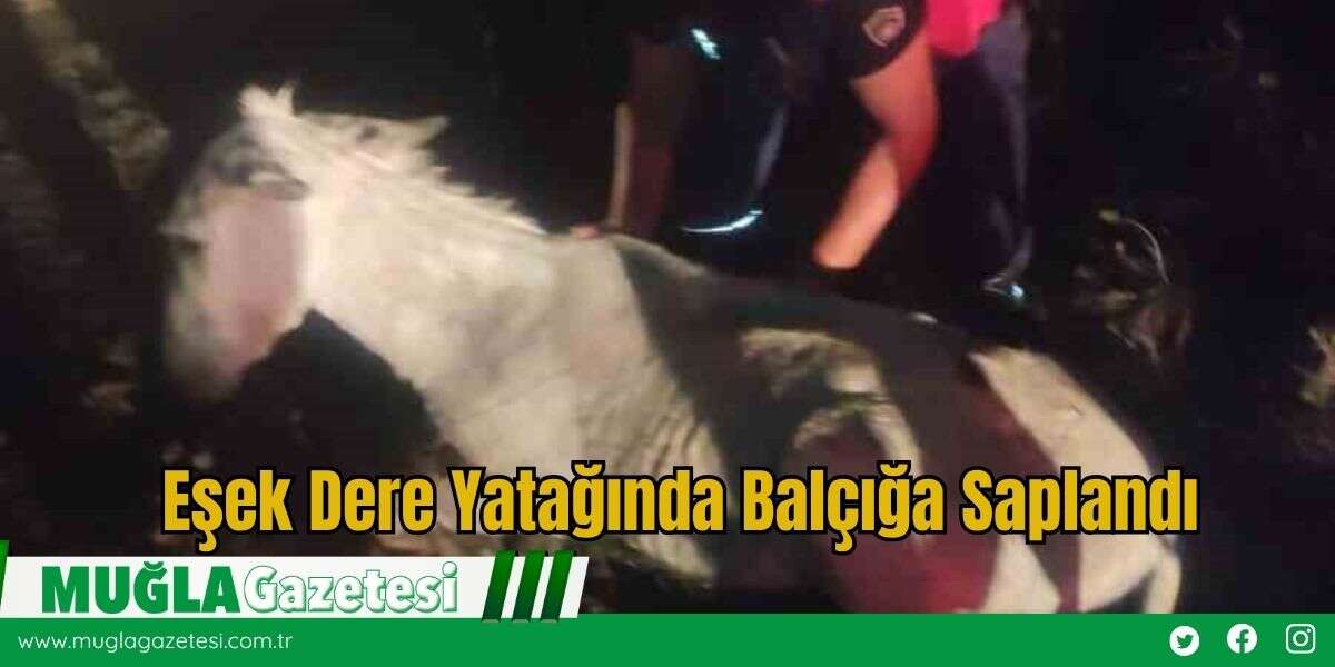 Eşek Dere Yatağında Balçığa Saplandı