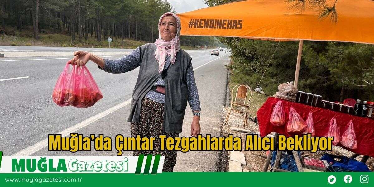 Muğla’da Çıntar Tezgahlarda Alıcı Bekliyor