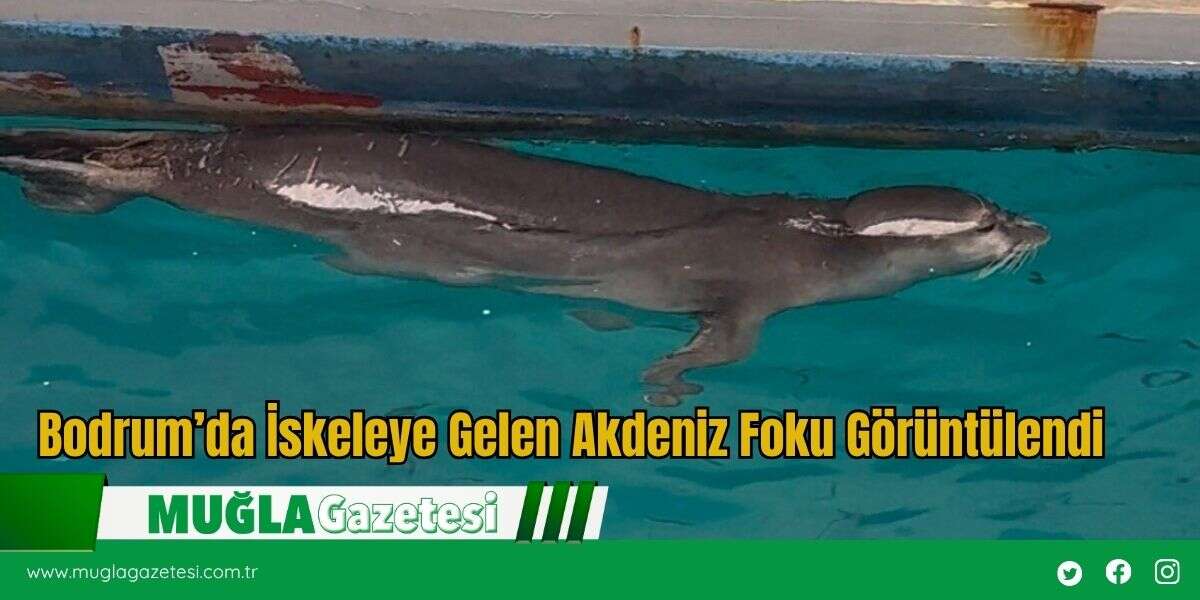 Bodrum’da İskeleye Gelen Akdeniz Foku Görüntülendi