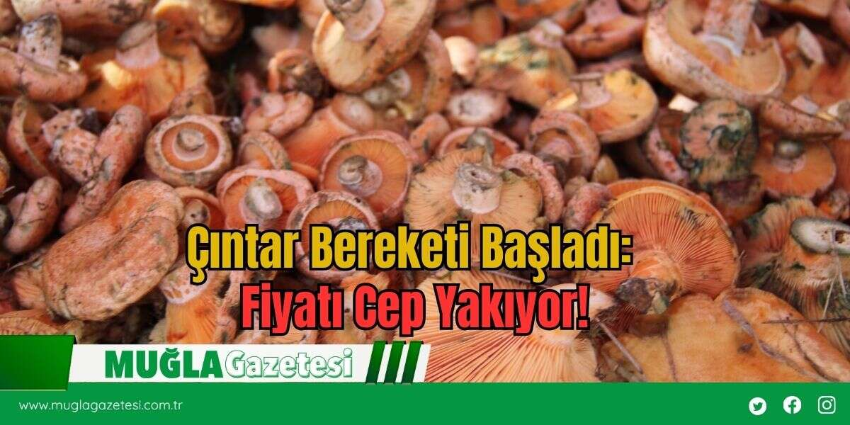 Çıntar Bereketi Başladı: Fiyatı Cep Yakıyor!