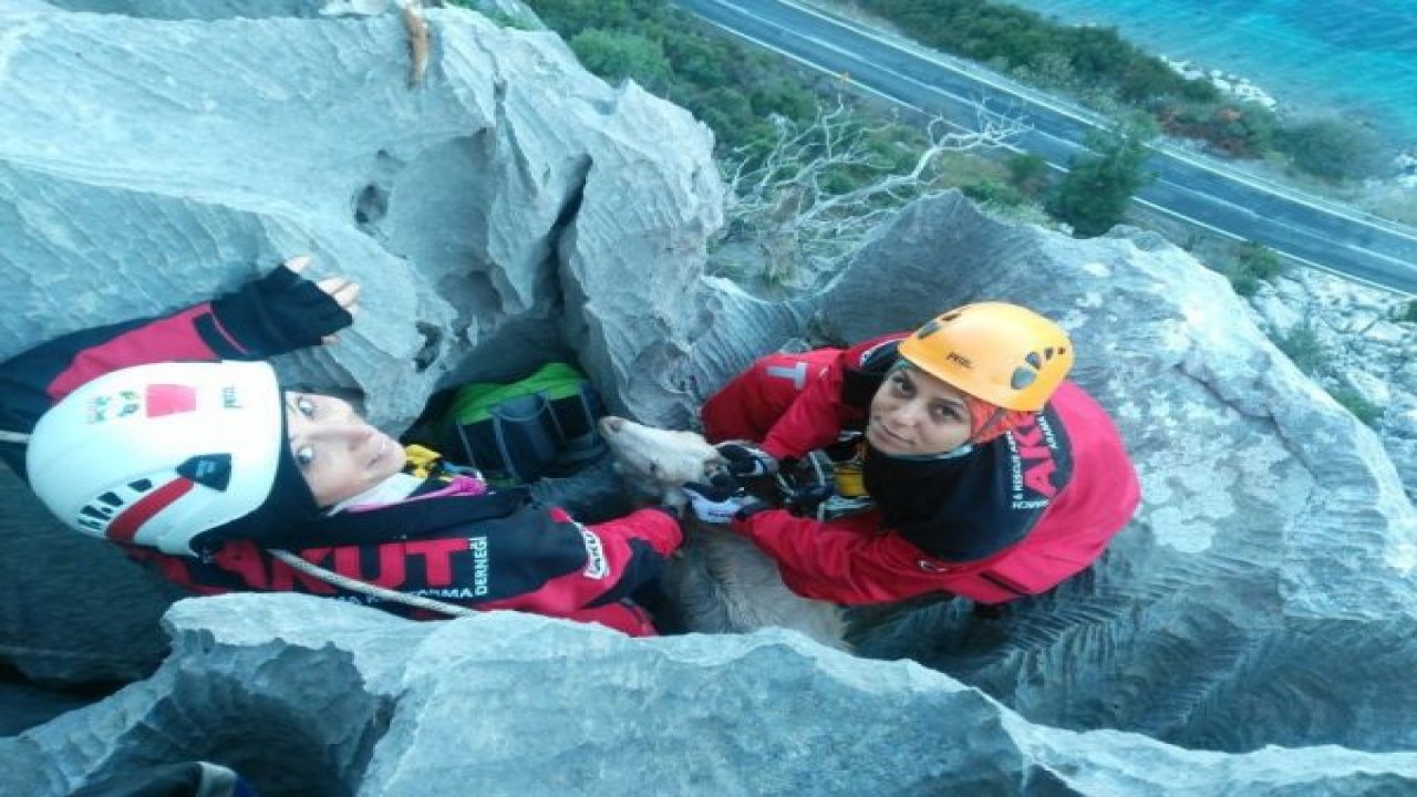 Zirvede keçi kurtarma operasyonu