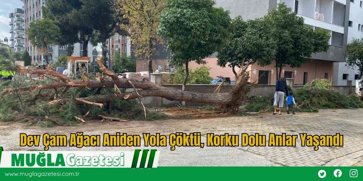 Dev Çam Ağacı Aniden Yola Çöktü, Korku Dolu Anlar Yaşandı