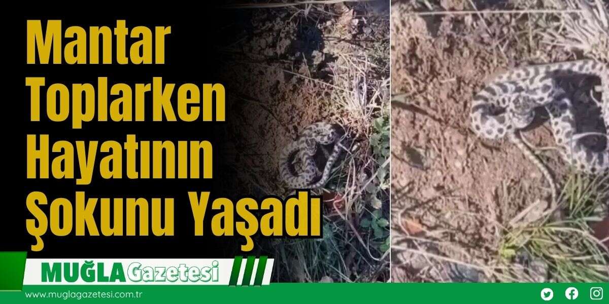 Mantar Toplarken Hayatının Şokunu Yaşadı