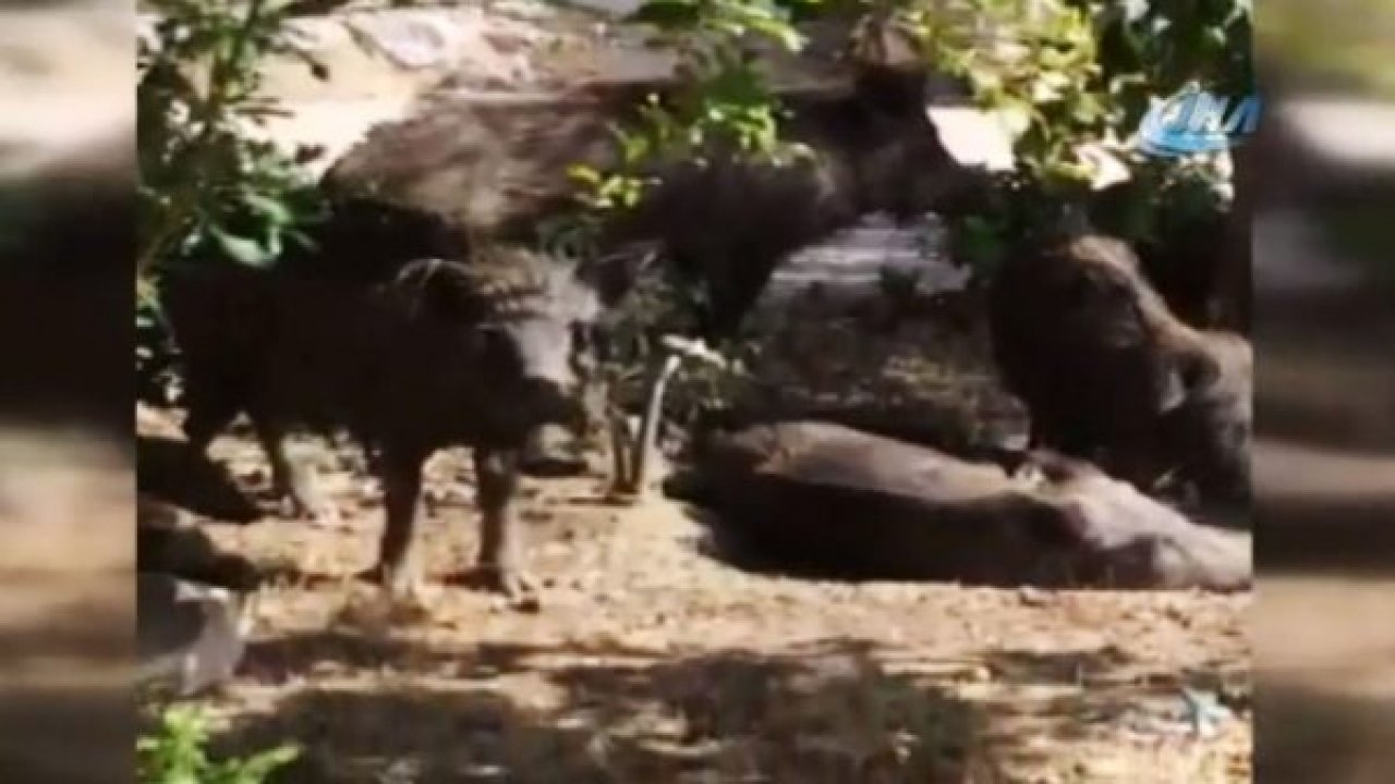 Domuzlar vatandaşları tedirgin etti