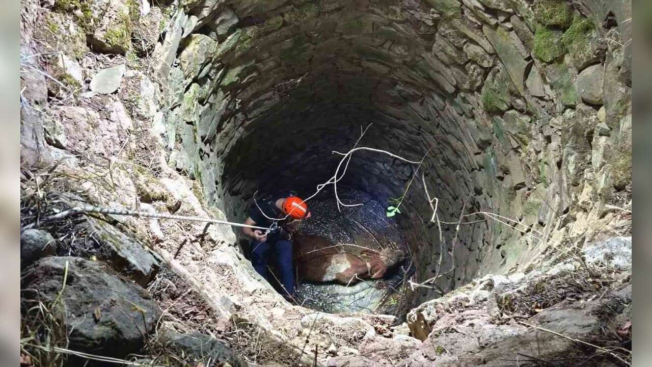 10 Metrelik Su Kuyusuna Düşen İneği Ekipler Kurtardı