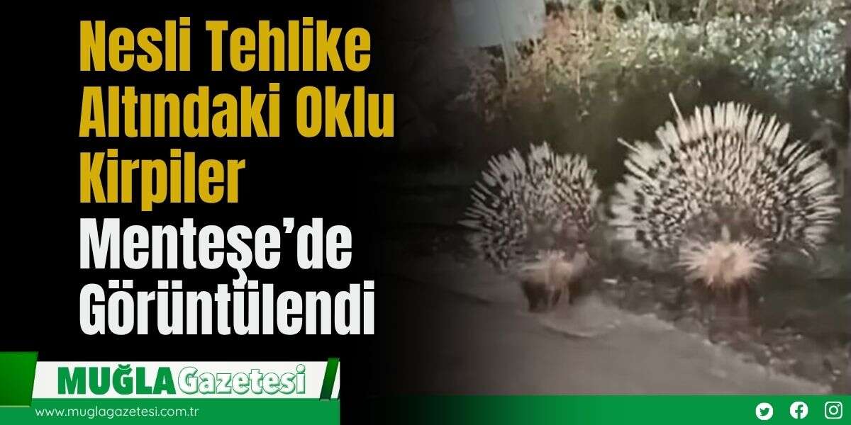 Nesli Tehlike Altındaki Oklu Kirpiler Menteşe’de Görüntülendi