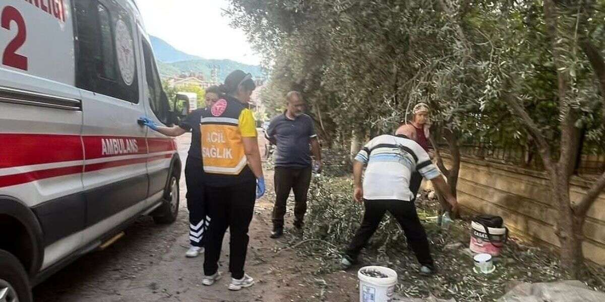 Muğla'da Yaşlı Adam Zeytin Toplarken Hastanelik Oldu