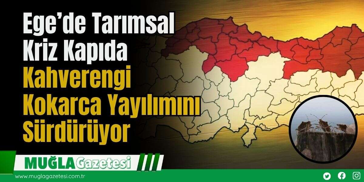 Ege’de Tarımsal Kriz Kapıda: Kahverengi Kokarca Yayılımını Sürdürüyor