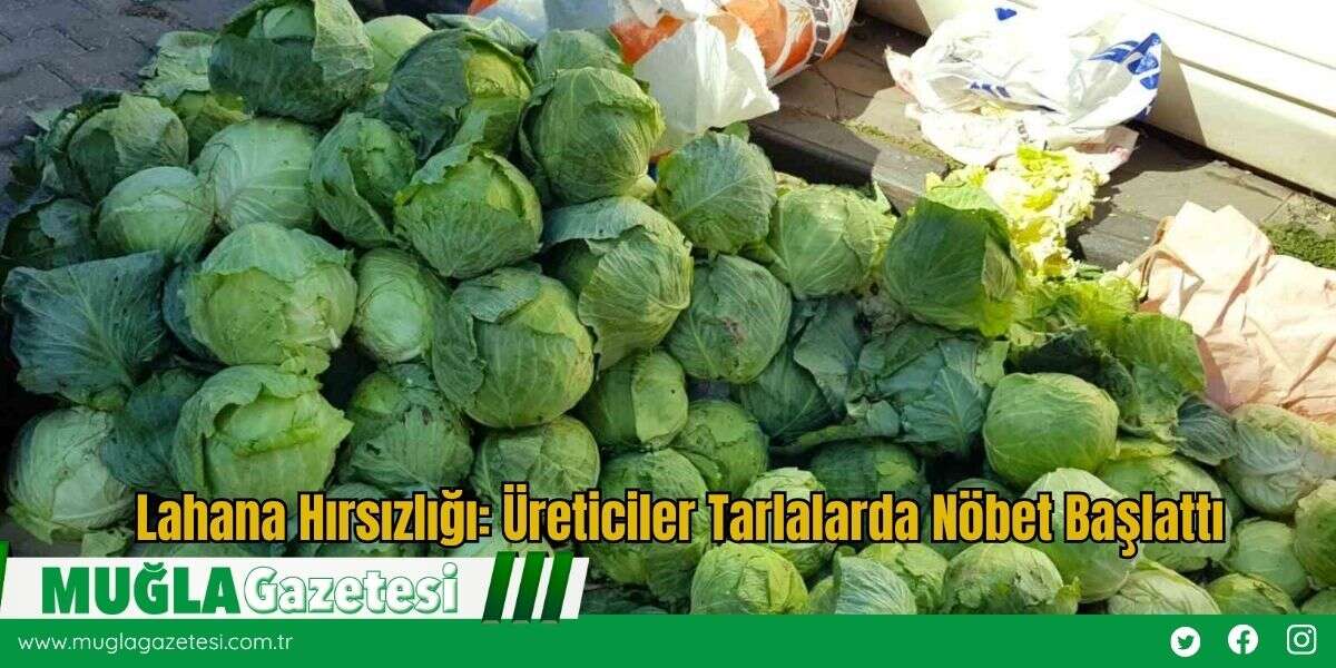 Lahana Hırsızlığı: Üreticiler Tarlalarda Nöbet Başlattı