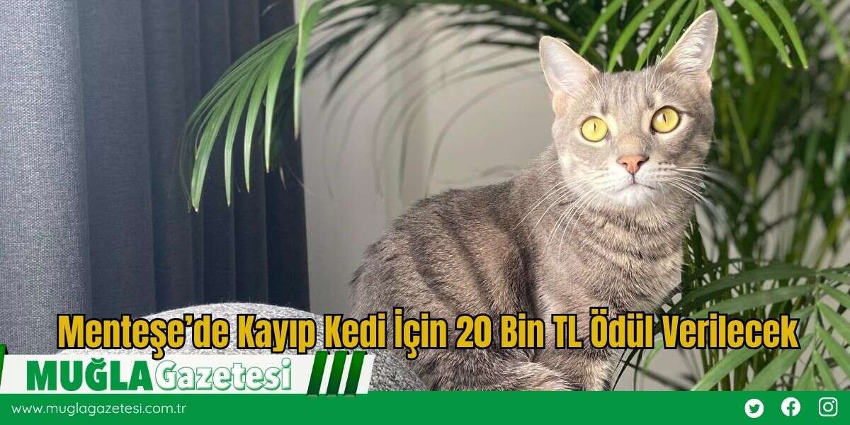 Menteşe’de Kayıp Kedi İçin 20 Bin TL Ödül Verilecek