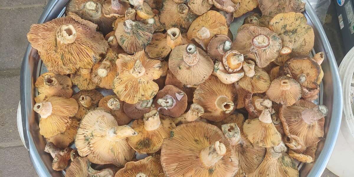 Yatağan Pazarı Çıntarla Renklendi: Kırmızısı 500, Beyazı 200 Lira