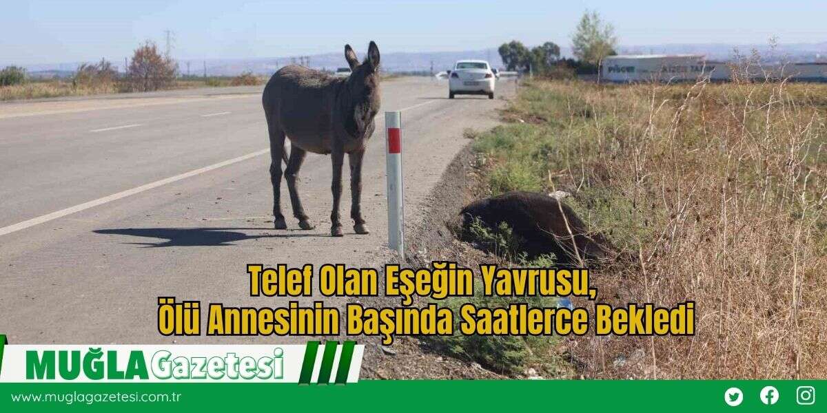 Telef Olan Eşeğin Yavrusu, Ölü Annesinin Başında Saatlerce Bekledi