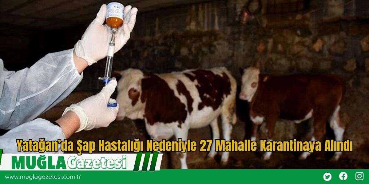 Yatağan’da Şap Hastalığı Nedeniyle 27 Mahalle Karantinaya Alındı