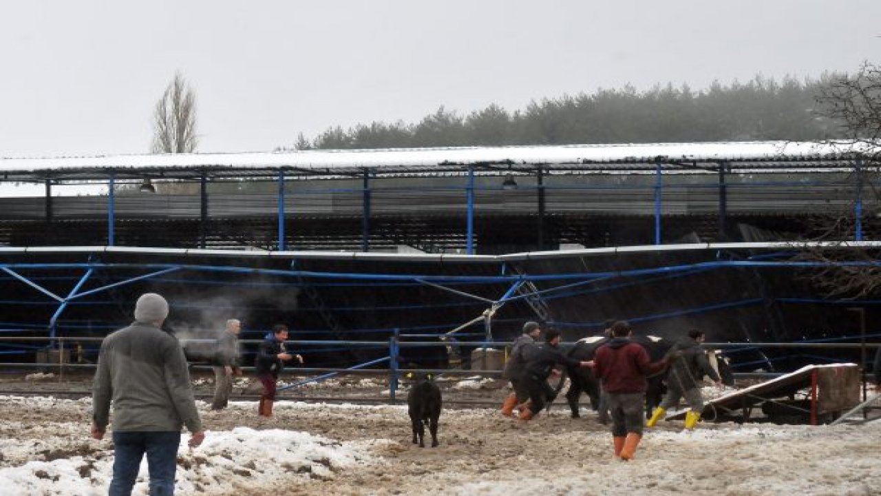 Kar çatı çökertti bir hayvan telef oldu