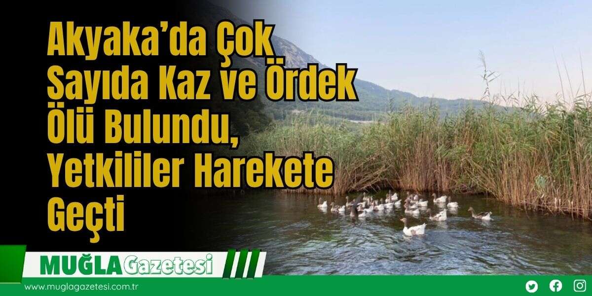 Akyaka’da  Çok Sayıda Kaz ve Ördek Ölü Bulundu, Yetkililer Harekete Geçti