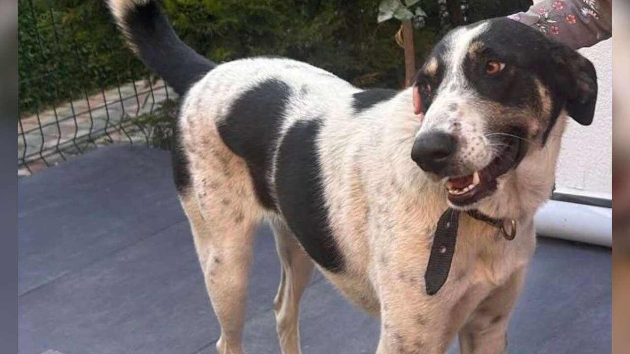 Fethiye’de Kayıp Köpek Alarmı: “Kupa” Her Yerde Aranıyor