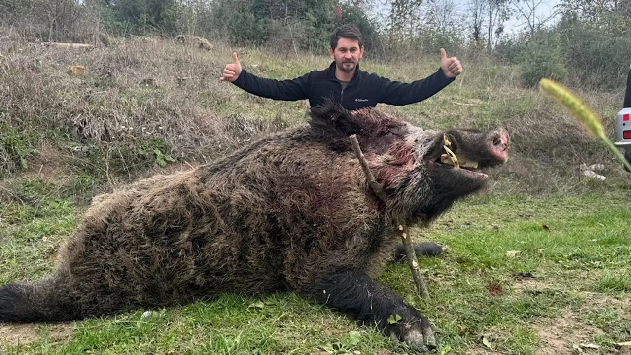 Rekor Av: Tam 250 Kiloluk Dev Domuz Vuruldu
