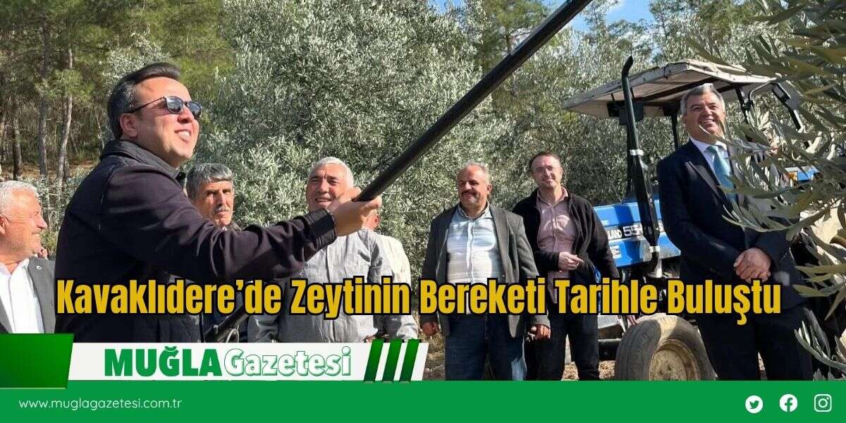 Kavaklıdere’de Zeytinin Bereketi Tarihle Buluştu