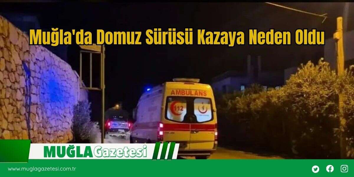 Muğla'da Domuz Sürüsü Kazaya Neden Oldu