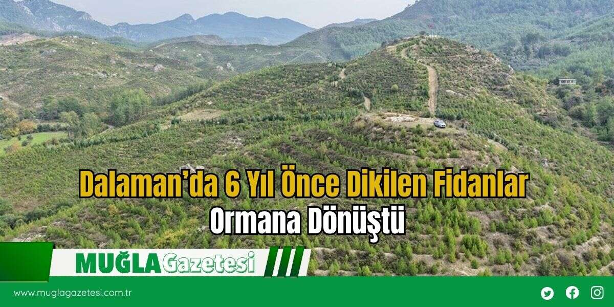 Dalaman’da 6 Yıl Önce Dikilen Fidanlar Ormana Dönüştü