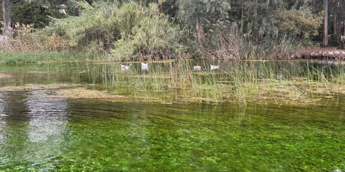 Akyaka’da Çok Sayıda Kaz ve Ördek Ölü Bulundu: Kuş Gribi Alarmı Verildi