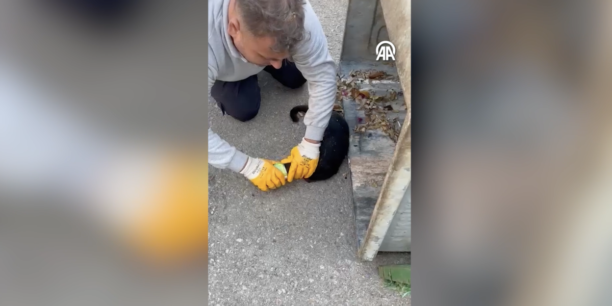 Bodrum'da Başı Konserve Kutusuna Sıkışan Kedi Kurtarıldı
