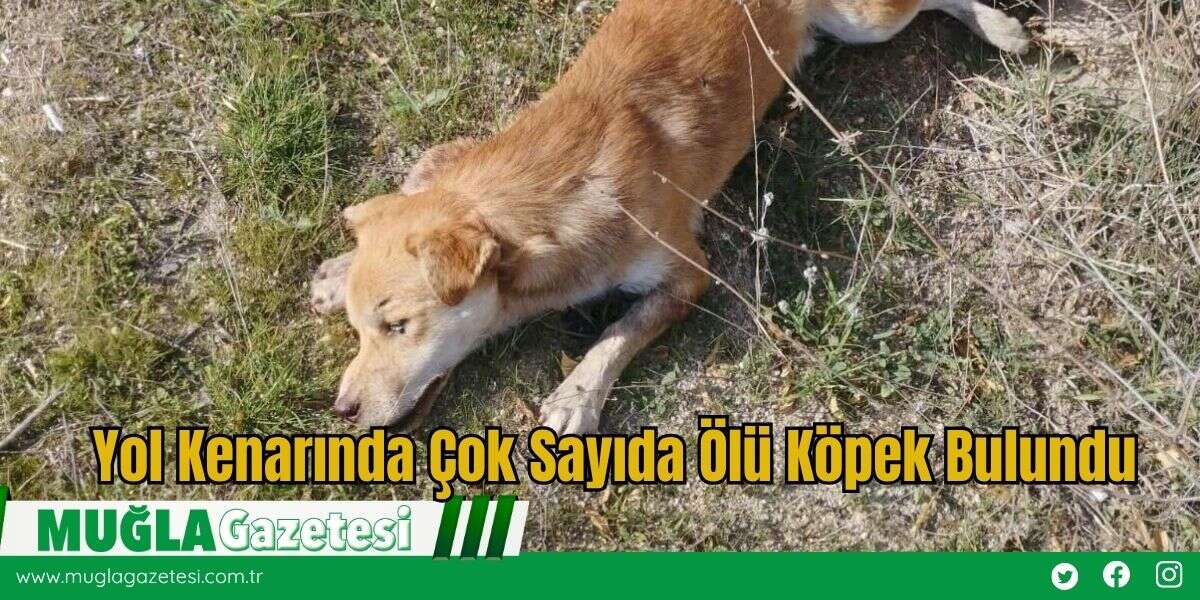 Yol Kenarında Çok Sayıda Ölü Köpek Bulundu