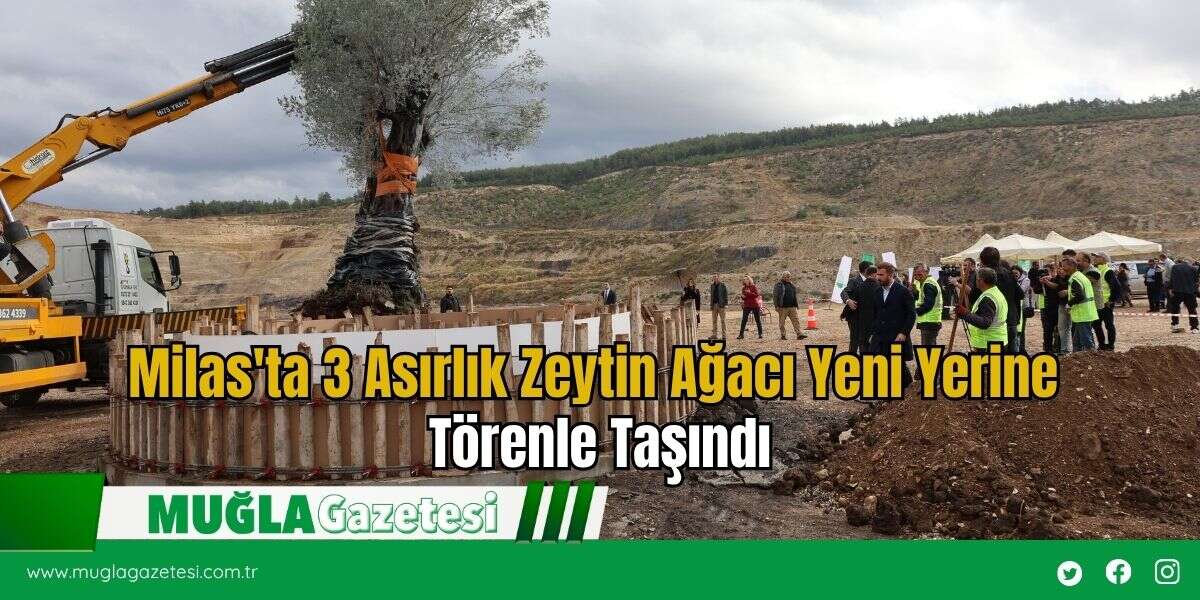 Milas'ta 3 Asırlık Zeytin Ağacı Yeni Yerine Törenle Taşındı