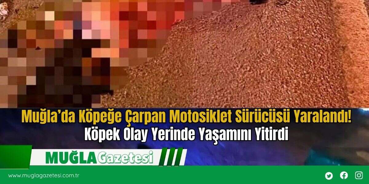 Muğla’da Köpeğe Çarpan Motosiklet Sürücüsü Yaralandı! Köpek Olay Yerinde Yaşamını Yitirdi