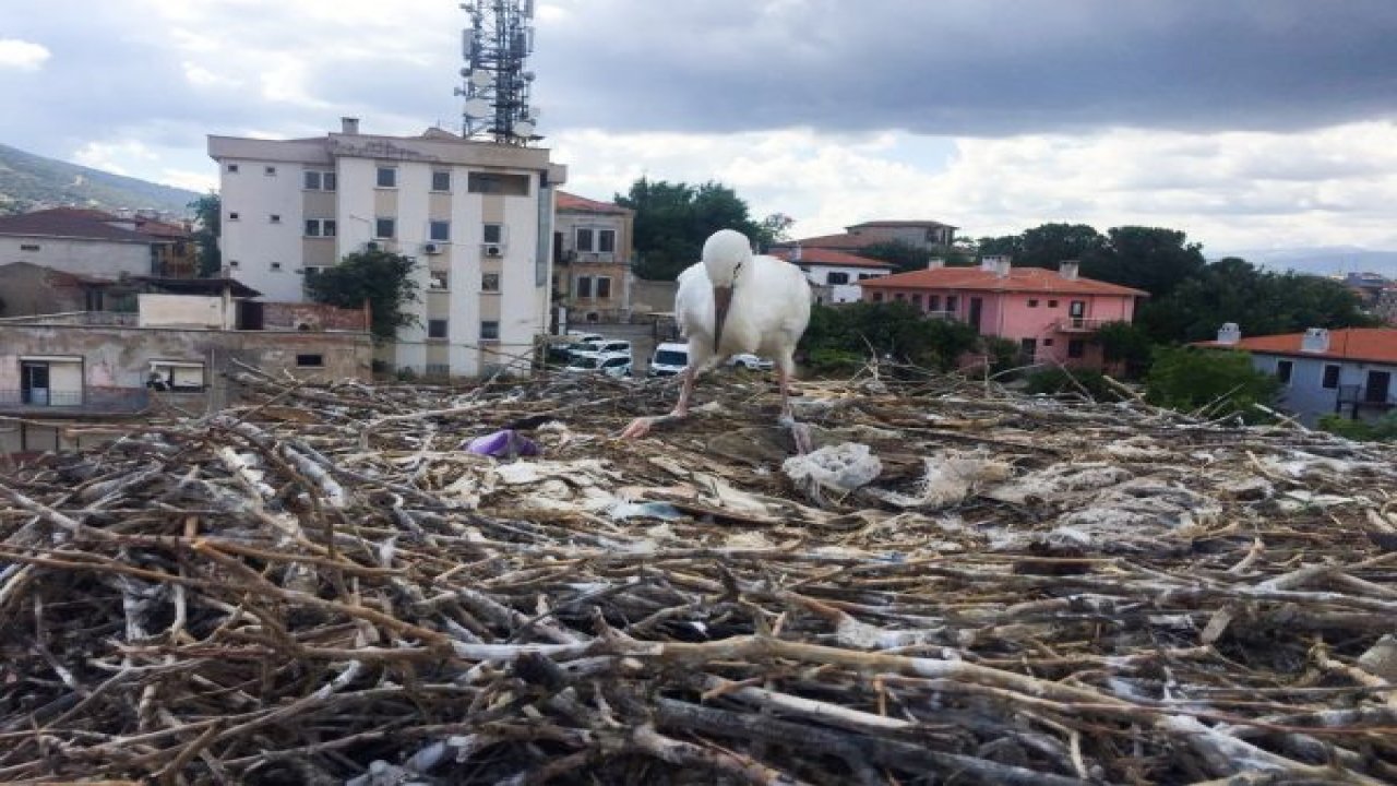 Uzunyuva’nın yavru leyleği yeniden yuvasında