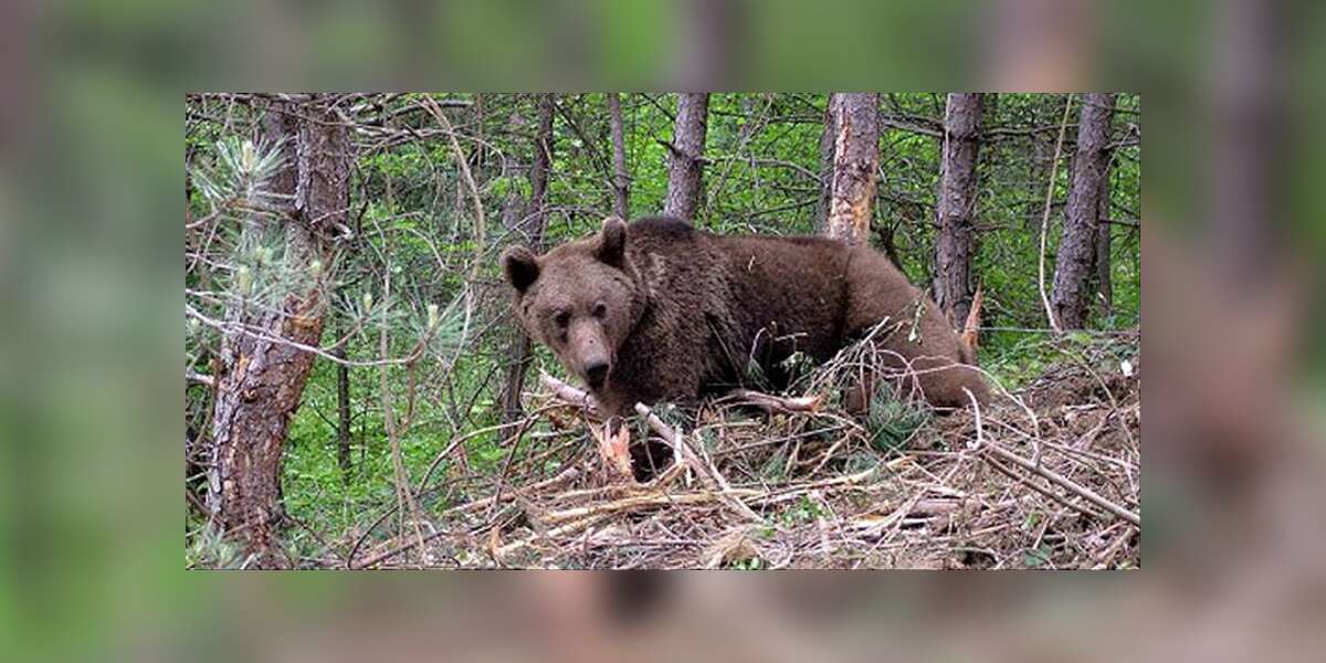 Mantar Toplayan İmam Ayının Saldırısına Uğradı