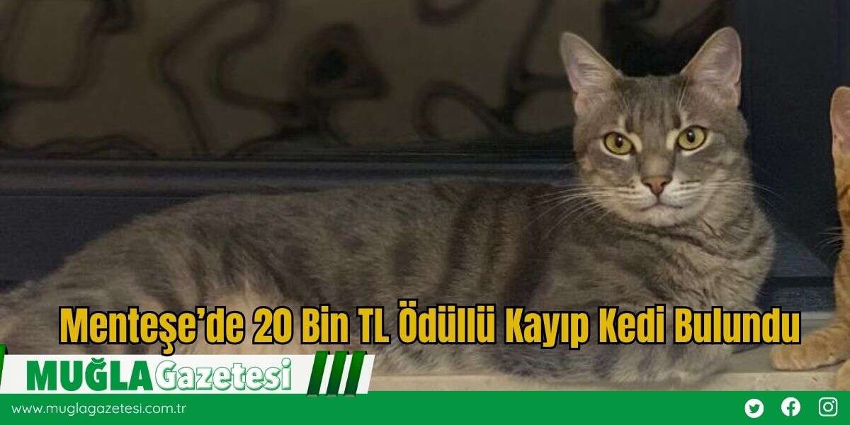 Menteşe’de 20 Bin TL Ödüllü Kayıp Kedi Bulundu