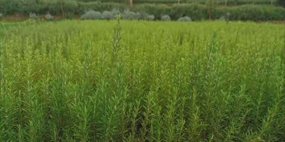 Muğla'da Atıl Araziler Biberiye İle Canlanıyor