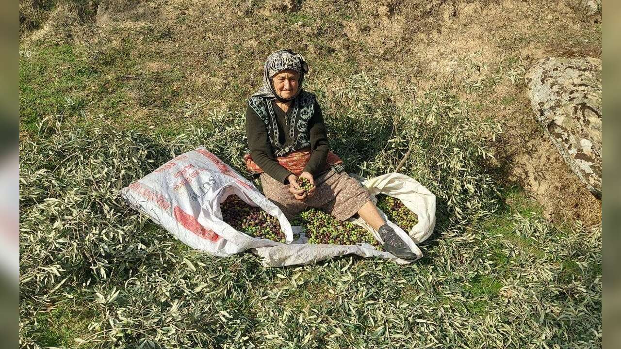 Yatağan Köylerinde Zeytin Hasadı Başladı