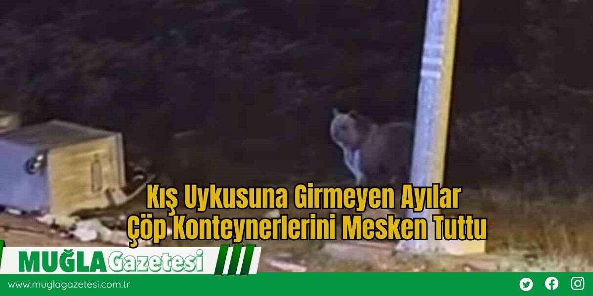 Kış Uykusuna Girmeyen Ayılar Çöp Konteynerlerini Mesken Tuttu