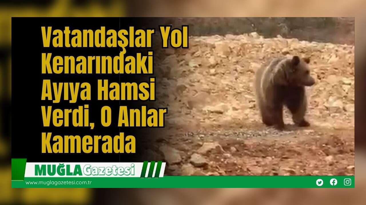 Vatandaşlar Yol Kenarındaki Ayıya Hamsi Verdi, O Anlar Kamerada