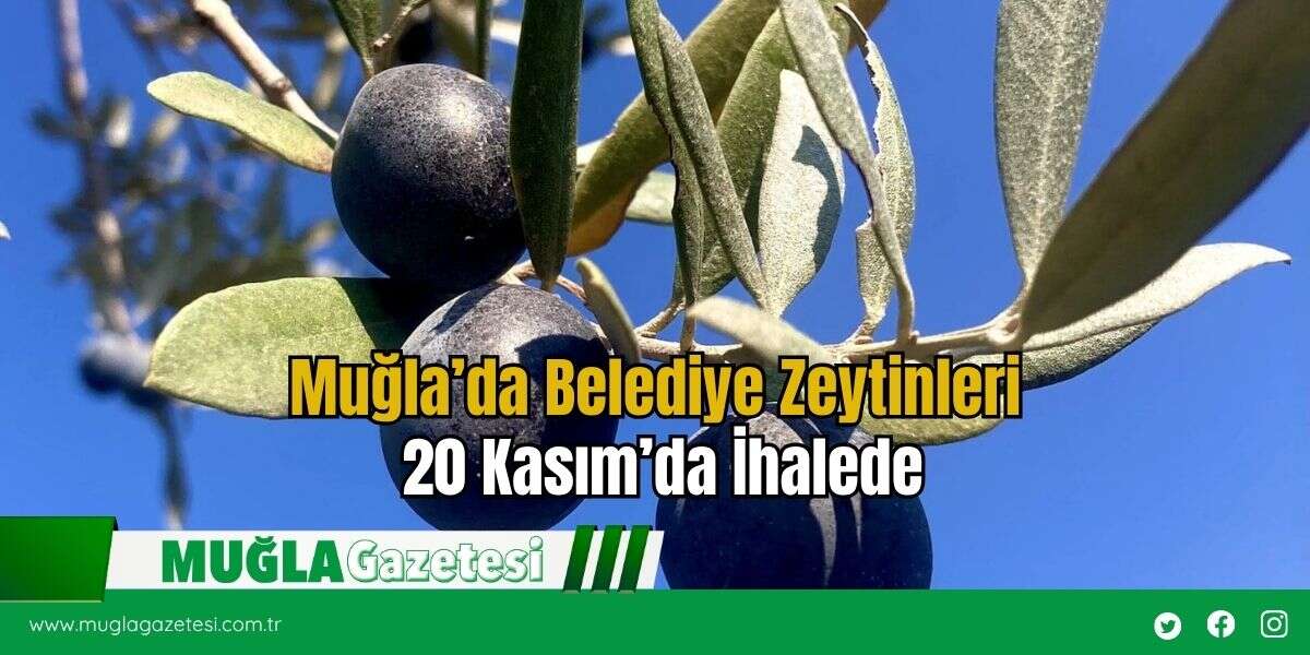 Muğla’da Belediye Zeytinleri 20 Kasım’da İhalede