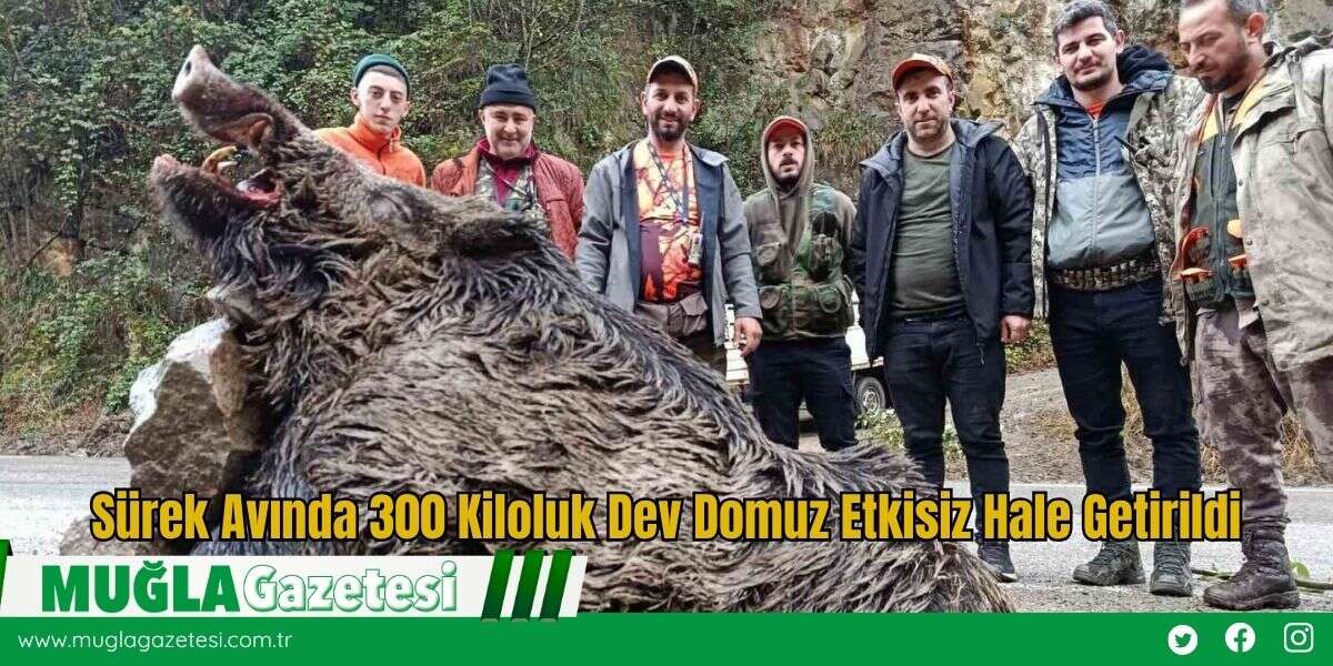 Sürek Avında 300 Kiloluk Dev Domuz Etkisiz Hale Getirildi