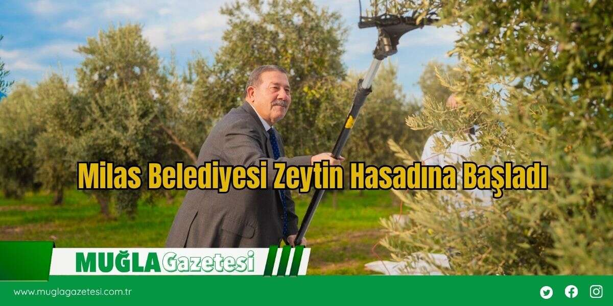 Milas Belediyesi Zeytin Hasadına Başladı