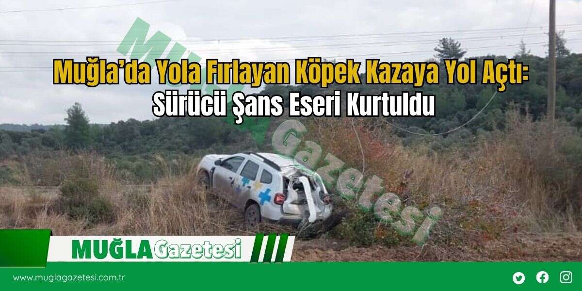Muğla’da Yola Fırlayan Köpek Kazaya Yol Açtı: Sürücü Şans Eseri Kurtuldu