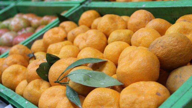 Bakanlık Harekete Geçti: 6 Bin 100 Kilogram Mandalina İmha Edildi