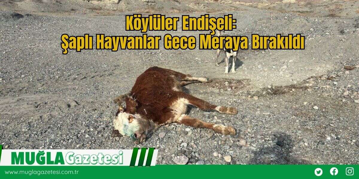 Köylüler Endişeli: Şaplı Hayvanlar Gece Meraya Bırakıldı