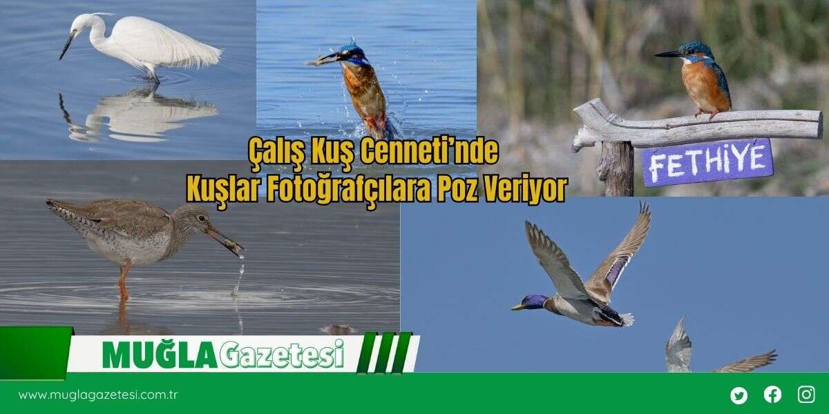 Çalış Kuş Cenneti’nde Kuşlar Fotoğrafçılara Poz Veriyor