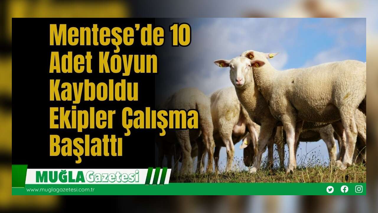 Menteşe’de 10 Adet Koyun Kayboldu: Ekipler Çalışma Başlattı